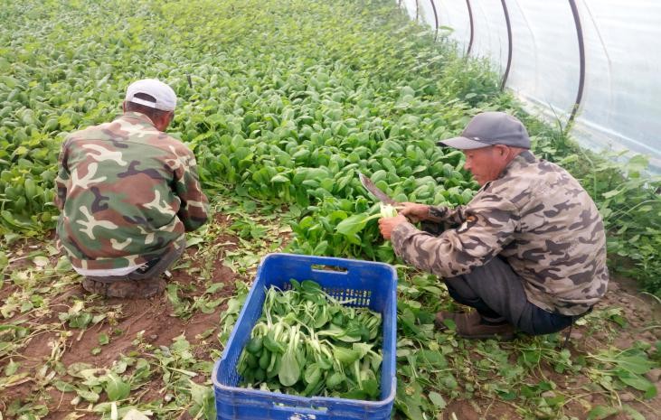 夏季苗菜采后怎么管理 农业专家给你支招