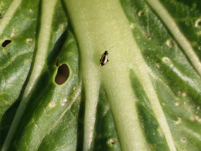 北京市植物保护站支招露地大白菜害虫防治