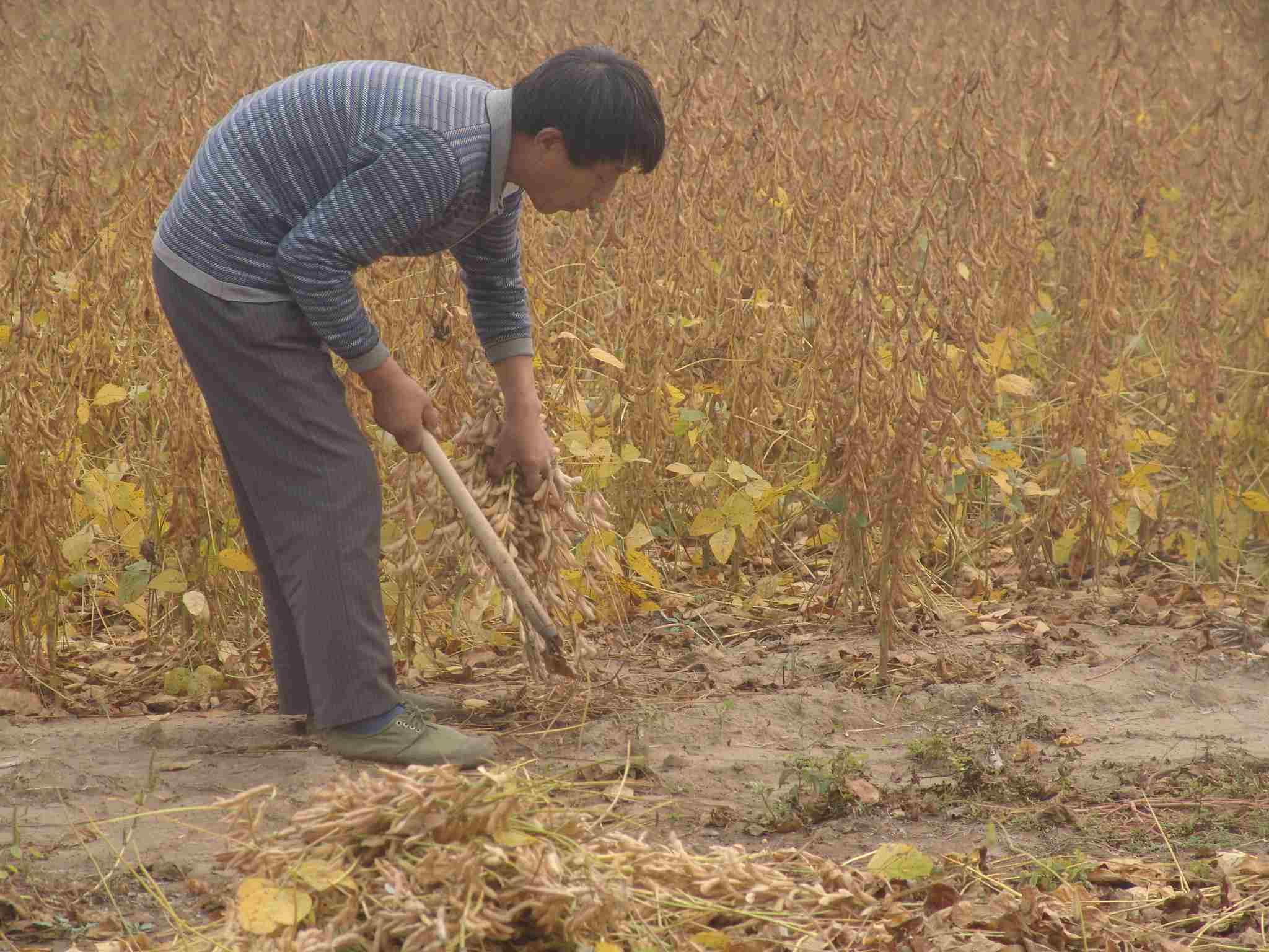 大豆秋收在即 专家这样建议