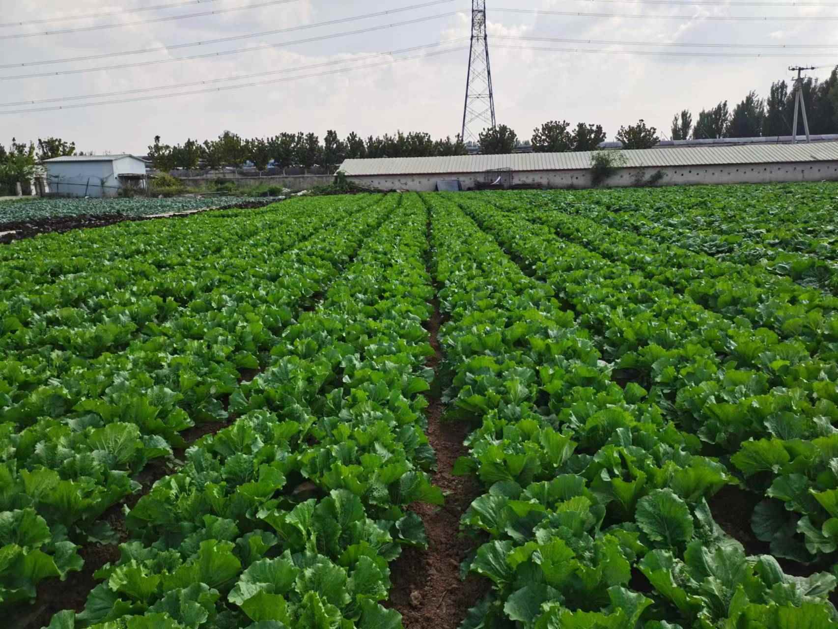 大风降温天气下蔬菜如何管理