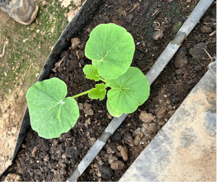 节气探农事|栗味南瓜定植期 生产管理要注意