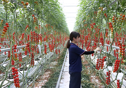 北京市召开种植业稳产保供工作推进视频会议